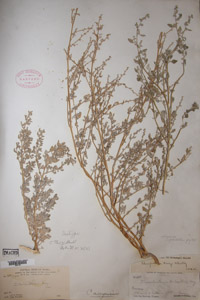 Herbarium Sheet of GH Parry and Palmer 780